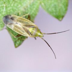 Amblytylus nasutus 86734818 by Barry Walter. Used under a CC BY 4.0 license.