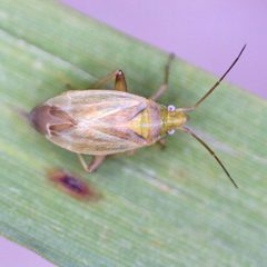 Amblytylus nasutus 86735789 by Barry Walter. Used under a CC BY 4.0 license.