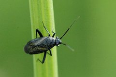 Atractotomus.magnicornis by James K. Lindsey. Used under a CC BY-SA 3.0 license.
