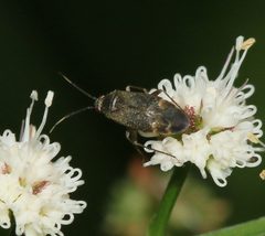 Atractotomus magnicornis - Flickr - S. Rae by S. Rae from Scotland, UK. Used under a CC BY 2.0 license.