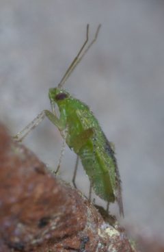 Keltonia tuckeri P1410272a by 
xpda. Used under a CC BY-SA 4.0 license.
