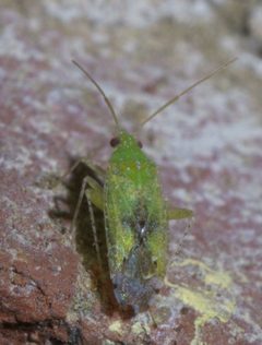 Keltonia tuckeri P1410273a by 
xpda. Used under a CC BY-SA 4.0 license.