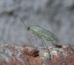 Pseudatomoscelis seriatus P1340805a by 
xpda. Used under a CC BY-SA 4.0 license.