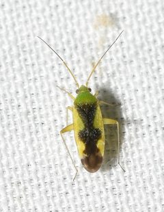 Reuteroscopus ornatus 204179477 by Chrissy McClarren and Andy Reago. Used under a CC0 license.