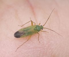 2019 06 20 Asciodema obsoleta by Slimguy. Used under a CC BY 4.0 license.
