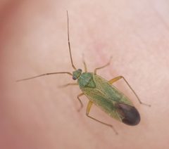 2019 06 20 Asciodema obsoleta2 by Slimguy. Used under a CC BY 4.0 license.