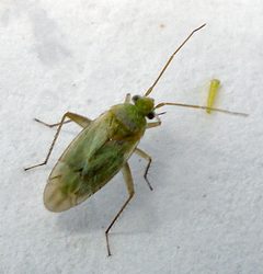 Asciodema obsoletum 1 by Mick Talbot. Used under a CC BY 2.0 license.