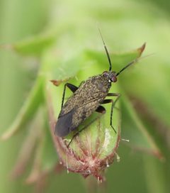 2021 06 26 Lepidargyrus ancorifer 1a by Slimguy. Used under a CC BY 4.0 license.