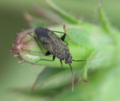 2021 06 26 Lepidargyrus ancorifer 1b by Slimguy. Used under a CC BY 4.0 license.