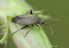 2021 06 26 Lepidargyrus ancorifer 1c by Slimguy. Used under a CC BY 4.0 license.