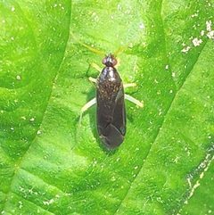 Phylus coryli 205144901 by Tim Leilich. Used under a CC BY 4.0 license.