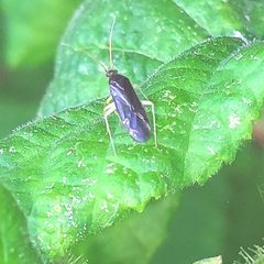 Phylus coryli 205144930 by Tim Leilich. Used under a CC BY 4.0 license.