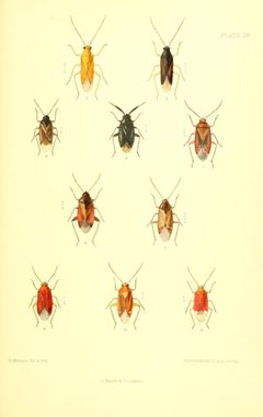 SaundersHemipteraHeteropteraBritishIslandsPlate29 by Edward Saunders. Used under a Public domain license.