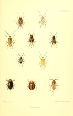SaundersHemipteraHeteropteraBritishIslandsPlate30 by Edward Saunders. Used under a Public domain license.