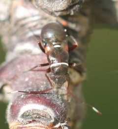 2020 05 14 Pilophorus perplexus nymph by Slimguy. Used under a CC BY-SA 4.0 license.