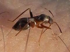 Pilophorus perplexus lateral by Sarefo. Used under a CC BY-SA 3.0 license.