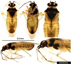 Tytthus-parviceps-USDA by Patrick Marquez, USDA Animal and Plant Health Inspection Service (APHIS). Used under a Public domain license.