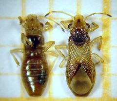Tperegrinus femea VentralDorsal by Carlos Wilcken. Used under a Public domain license.