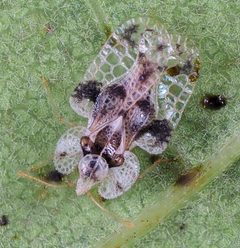 Eichennetzwanze Corythucha arcuata in Frankreich cut by gillessanmartin. Used under a CC BY-SA 4.0 license.