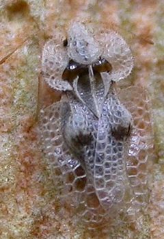 Corytucha ciliata crop by Corytucha_ciliata.jpg: Jean-Jacques MILAN
derivative work: G.Hagedorn (talk). Used under a CC BY-SA 3.0 license.