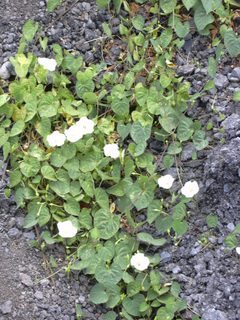 Starr 030530-0038 Ipomoea obscura by Forest &amp; Kim Starr. Used under a CC BY 3.0 license.