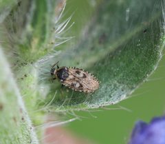 2021 06 20 Dictyla echii 1a by Slimguy. Used under a CC BY 4.0 license.