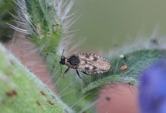 2021 06 20 Dictyla echii 1b by Slimguy. Used under a CC BY 4.0 license.