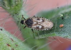 2021 06 20 Dictyla echii 1c by Slimguy. Used under a CC BY 4.0 license.
