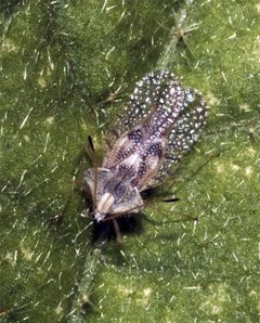 Gargaphia solani by Susan Ellis. Used under a CC BY-SA 3.0 license.