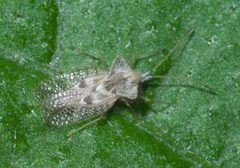 Gargaphia solani P1660102a by 
xpda. Used under a CC BY-SA 4.0 license.