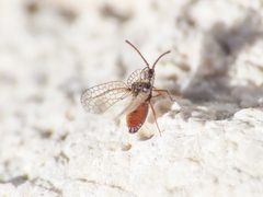 Derephysia foliacea 153921213 by Emanuele Santarelli. Used under a CC BY-SA 4.0 license.