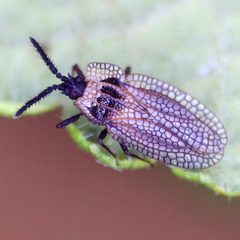 Kalama tricornis 120763856 by Barry Walter. Used under a CC BY 4.0 license.