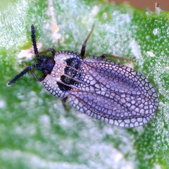 Kalama tricornis 120783843 by Barry Walter. Used under a CC BY 4.0 license.