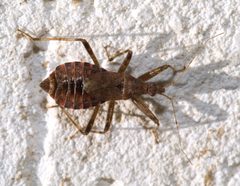 Himacerus apterus by Kulac at de.wikipedia. Used under a CC BY-SA 2.0 de license.