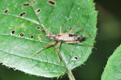 Himacerus apterus-pjt by Pjt56 --- If you use the picture outside Wikipedia I would appreciate a short e-mail to pjt56@gmx.net or a message on my discussion page. Used under a CC BY-SA 4.0 license.