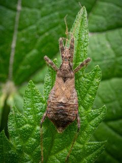 Himacerus apterus 324817474 by Alexis. Used under a CC BY 4.0 license.