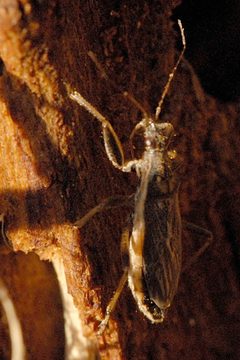 Himacerus.major.-.lindsey by James K. Lindsey. Used under a CC BY-SA 3.0 license.