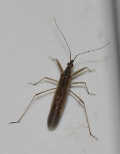 2018 06 30 Nabis capsiformis by Slimguy. Used under a CC BY 4.0 license.