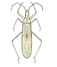 Nabis capsiformis by unknown (posted by --gian_d 07:26, 20 April 2008 (UTC)). Used under a Public domain license.
