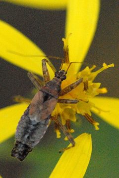 Himacerus.apterus.male by James K. Lindsey. Used under a CC BY-SA 3.0 license.