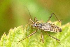 Nabis.ericetorum4.-.lindsey by James K. Lindsey. Used under a CC BY-SA 3.0 license.