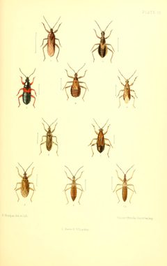 SaundersHemipteraHeteropteraBritishIslandsPlate15 by Edward Saunders. Used under a Public domain license.