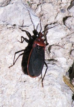 Rhiginia cinctiventris by johnyochum. Used under a CC BY 4.0 license.