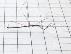 Emesaya brevipennis on cm grid 2014-03-18 by User:Makrnat. Used under a CC BY-SA 3.0 license.