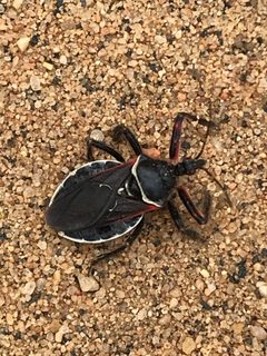 Apiomerus californicus by Ingo Renner. Used under a CC0 license.