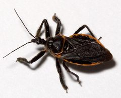 Apiomerus crassipes by Mike Boone. Used under a CC BY-SA 2.5 license.