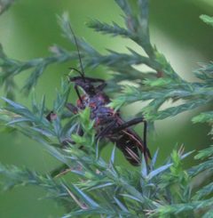 Apiomerus crassipes DSC00796a by 
xpda. Used under a CC BY-SA 4.0 license.