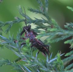 Apiomerus crassipes DSC00797a by 
xpda. Used under a CC BY-SA 4.0 license.
