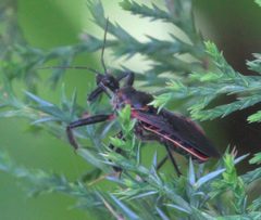 Apiomerus crassipes DSC00798a by 
xpda. Used under a CC BY-SA 4.0 license.