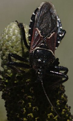 Apiomerus montanus dorsal by JerryFriedman. Used under a CC BY-SA 3.0 license.